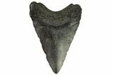 Bargain, Juvenile Megalodon Tooth - Georgia #111608-1